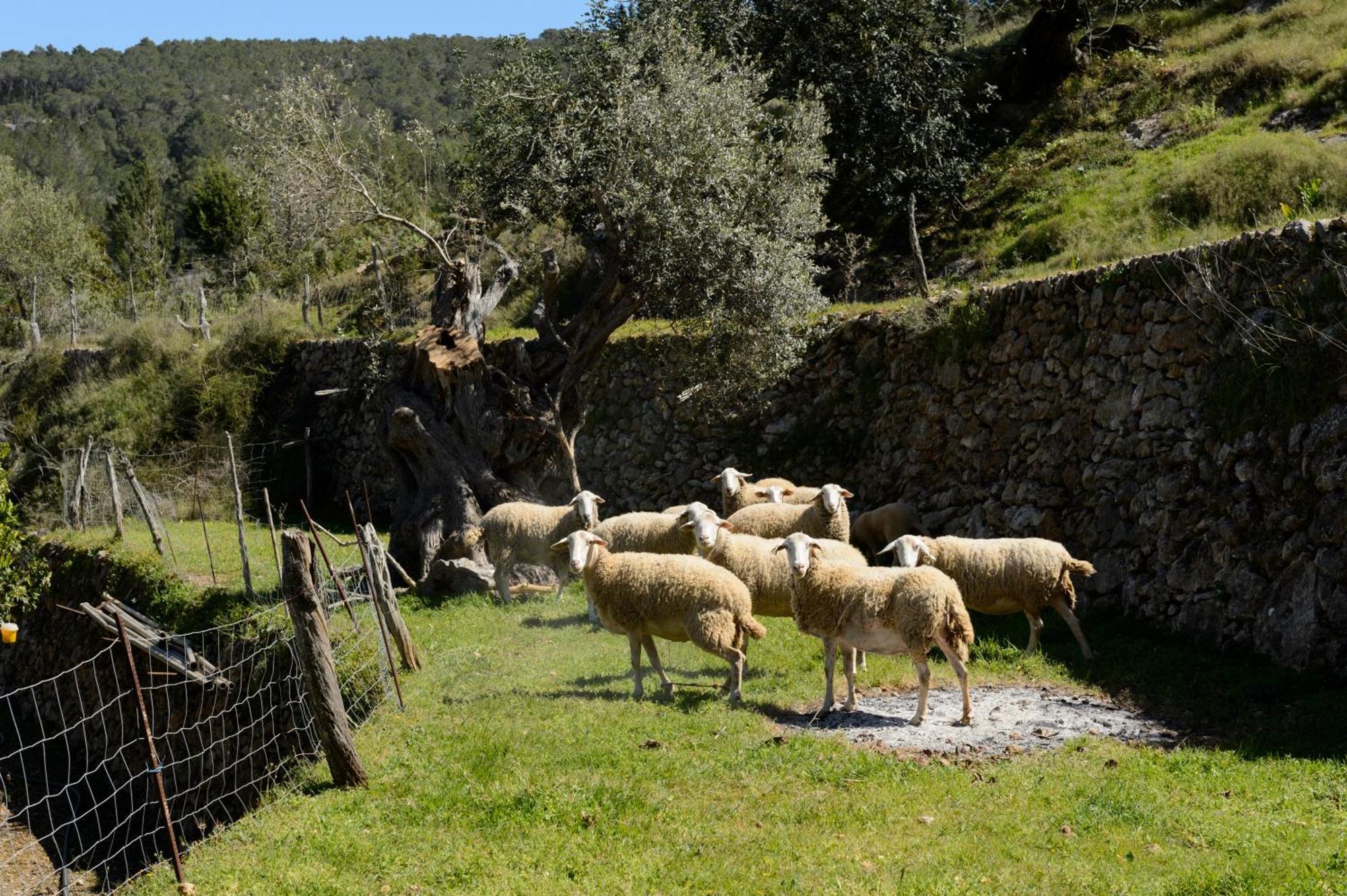 Valley Club Ibiza - Boutique Agroturismo Sant Joan De Labritja Εξωτερικό φωτογραφία